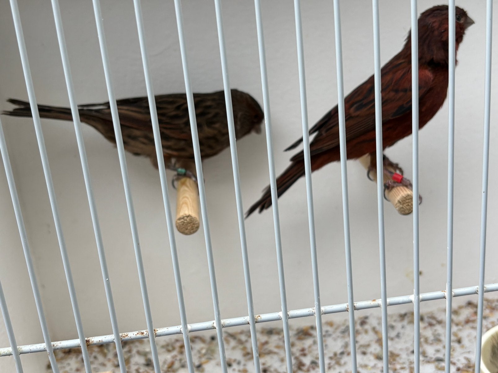 Mooie koppels Rood/zwart cobalt kanarie s., Meerdere dieren