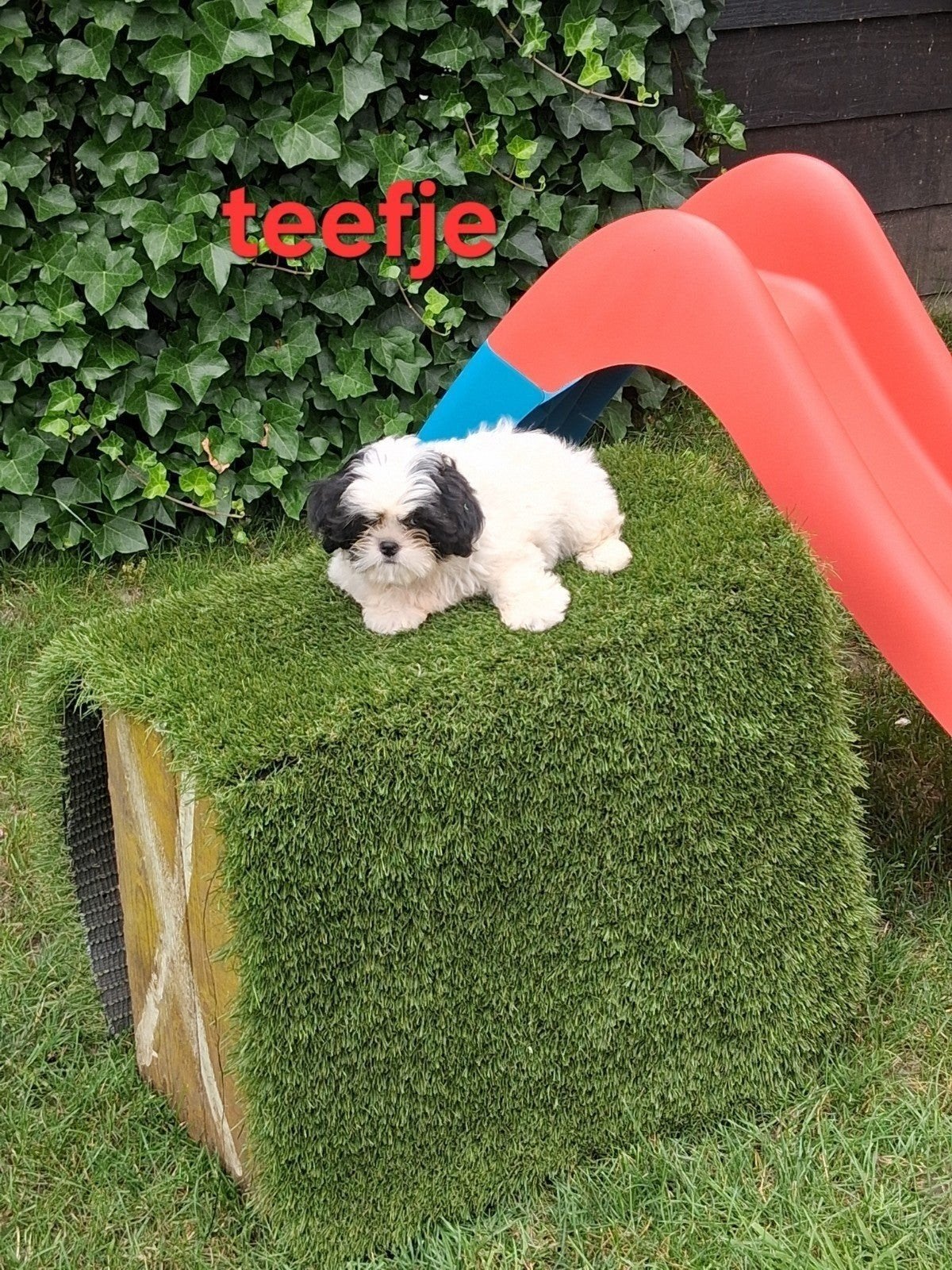 Te koop mooie kleinblijvende speelse boomer pups, Parvo, 8 tot 15 weken, Meerdere, Meerdere dieren