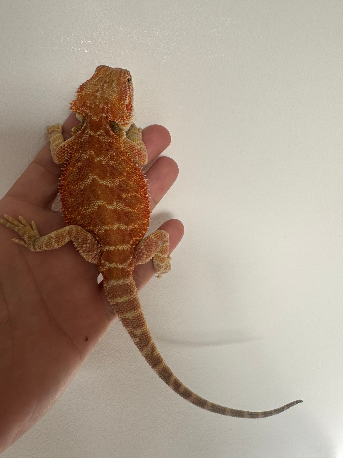 Mooi oranje baardagaam vrouwtje Bearded Dragon photo 3