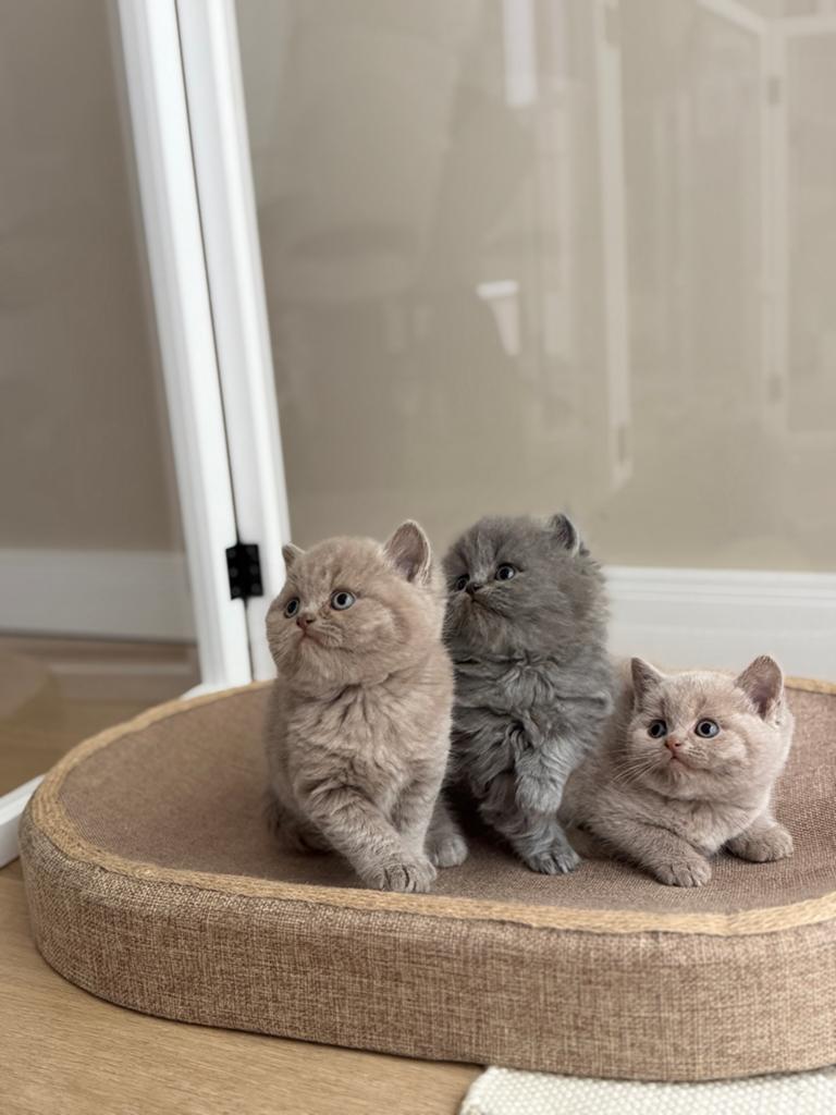Britse korthaar kittens nog 3 beschikbaar, Meerdere dieren