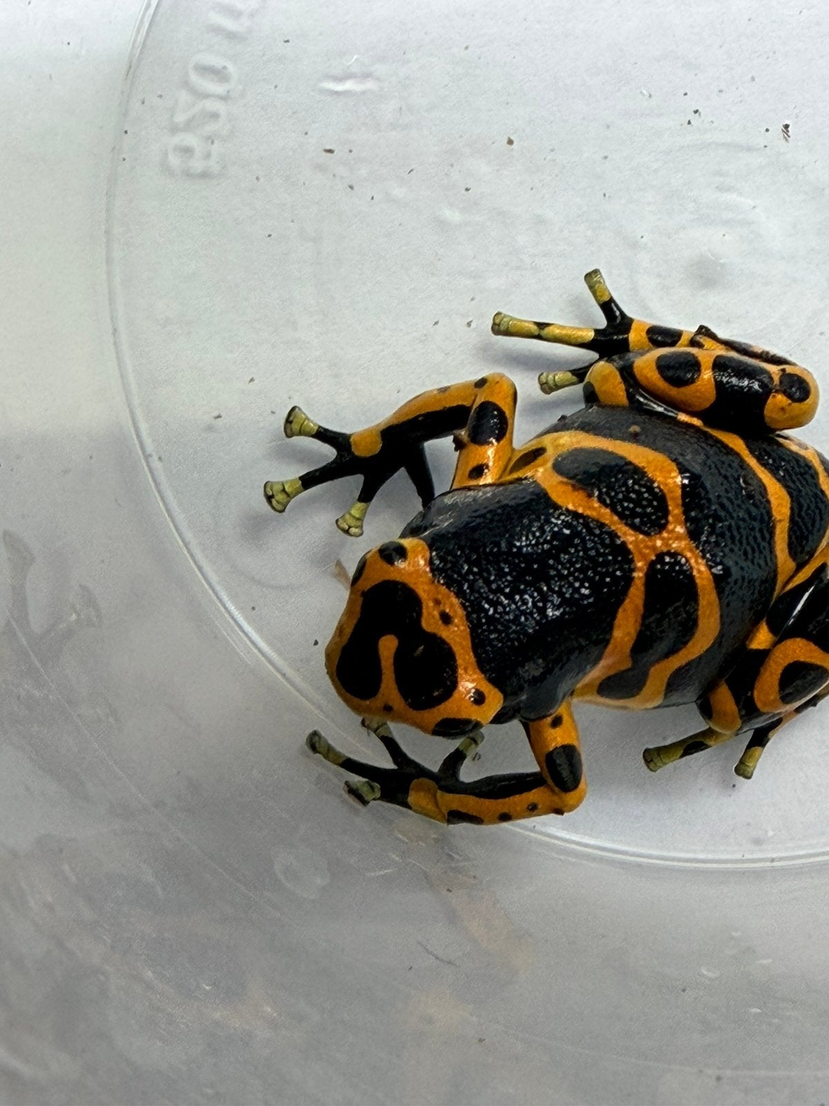 Gezocht Dendrobatus Leucomelas man, Dieren en Toebehoren, Reptielen en Amfibieën, 0 tot 2 jaar