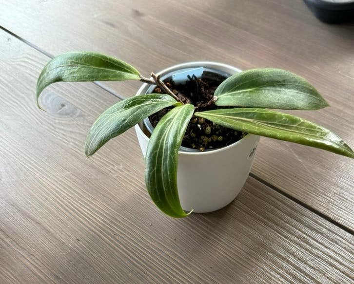 Hoya Soligamiana, Ophalen of Verzenden, Halfschaduw, Minder dan 100 cm