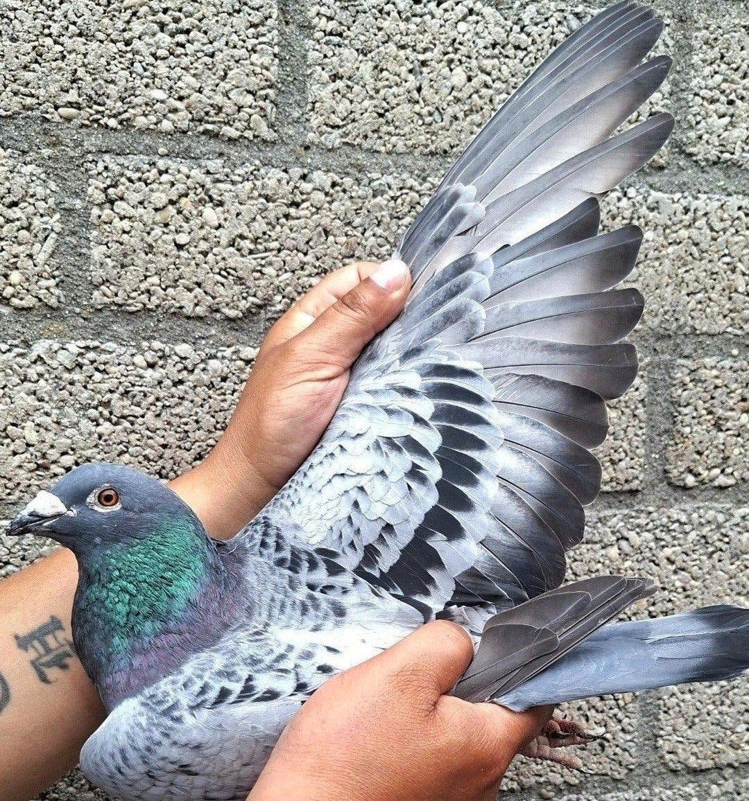 Postduif Bewezen Prestatie/Kweek koppel., Dieren en Toebehoren, Meerdere dieren