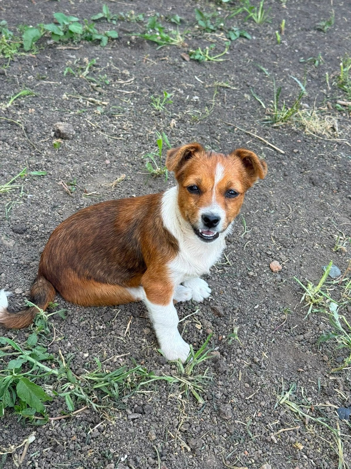 Puppy zoekt thuis, ter adoptie, Dieren en Toebehoren, Honden | Niet-rashonden, 15 weken tot 1 jaar, Handelaar, Buitenland, Teef