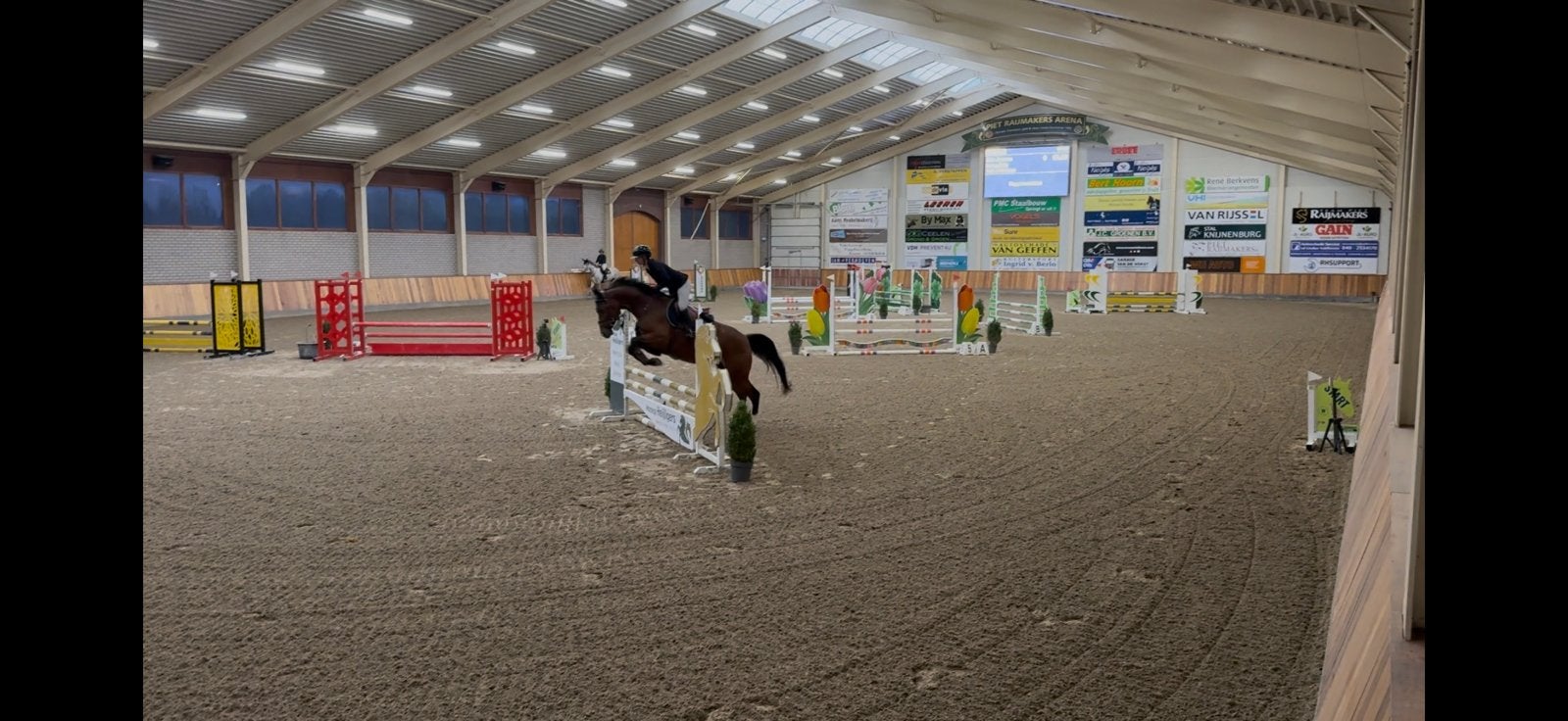 5 jarige merrie, Merrie, Springpaard, Met stamboom, B