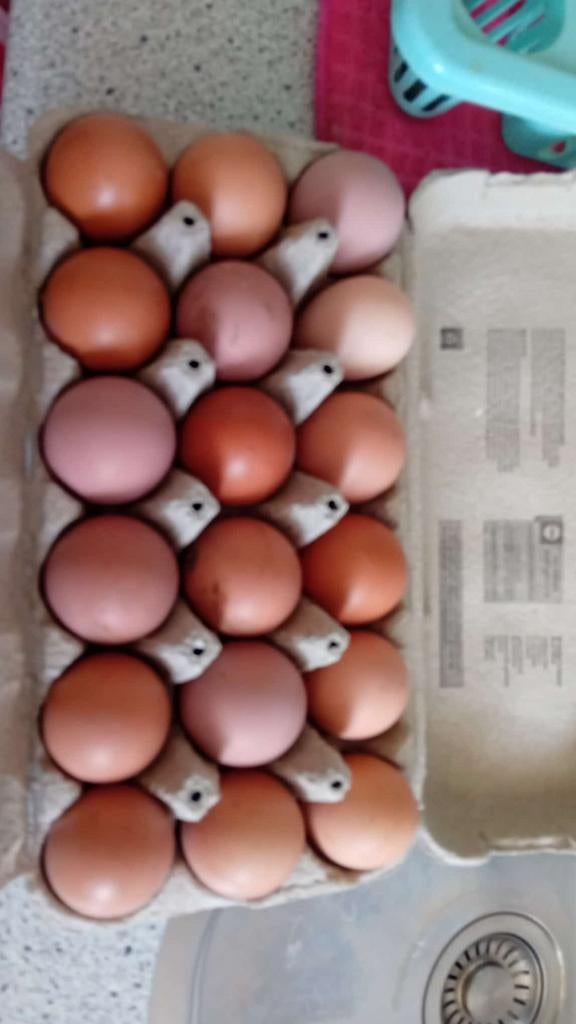 Broedeiren mix, Dieren en Toebehoren, Pluimvee, Vrouwelijk, Kip