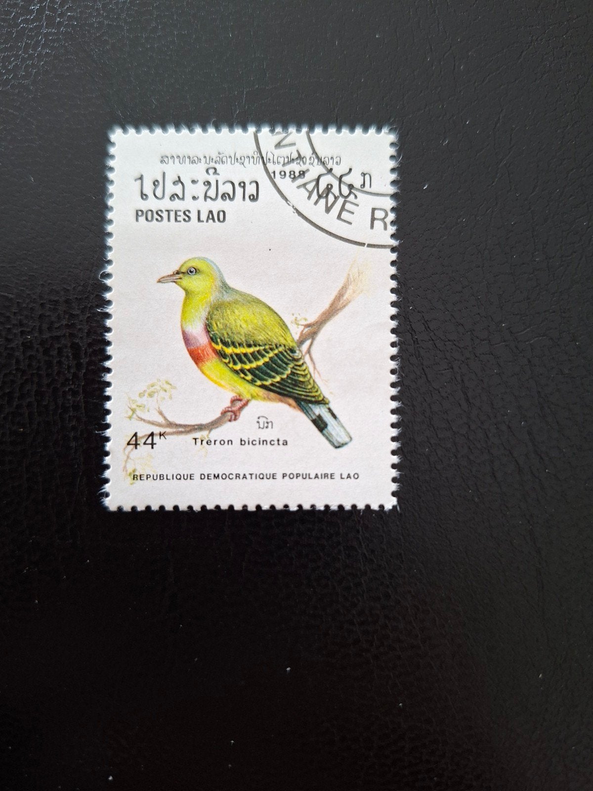 Laos. Vogel., Ophalen of Verzenden, Dier of Natuur