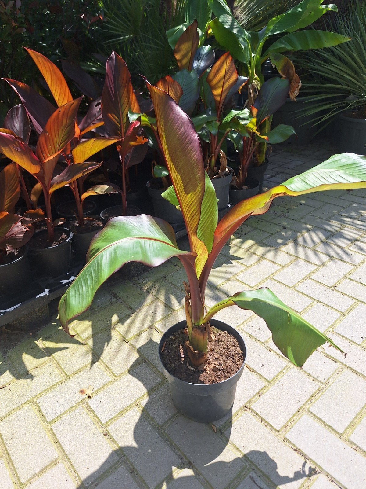 Ensete maurelli, rode banaan / bananenplant, Tuin en Terras, Planten | Tuinplanten, Ophalen of Verzenden, Overige soorten, Volle zon
