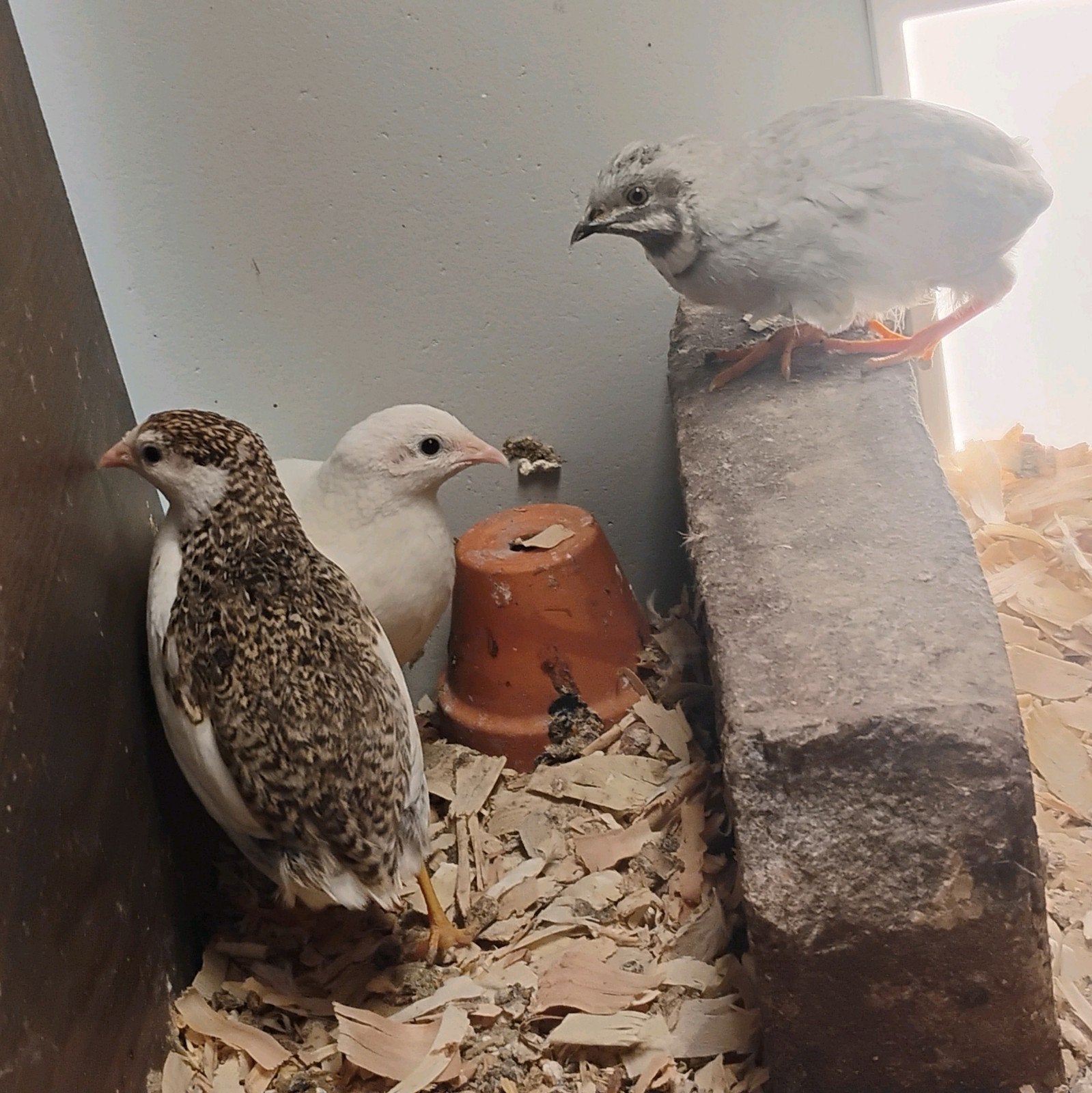 Broedeitjes Chinese dwergkwartel, Dieren en Toebehoren, Vogels | Overige Vogels