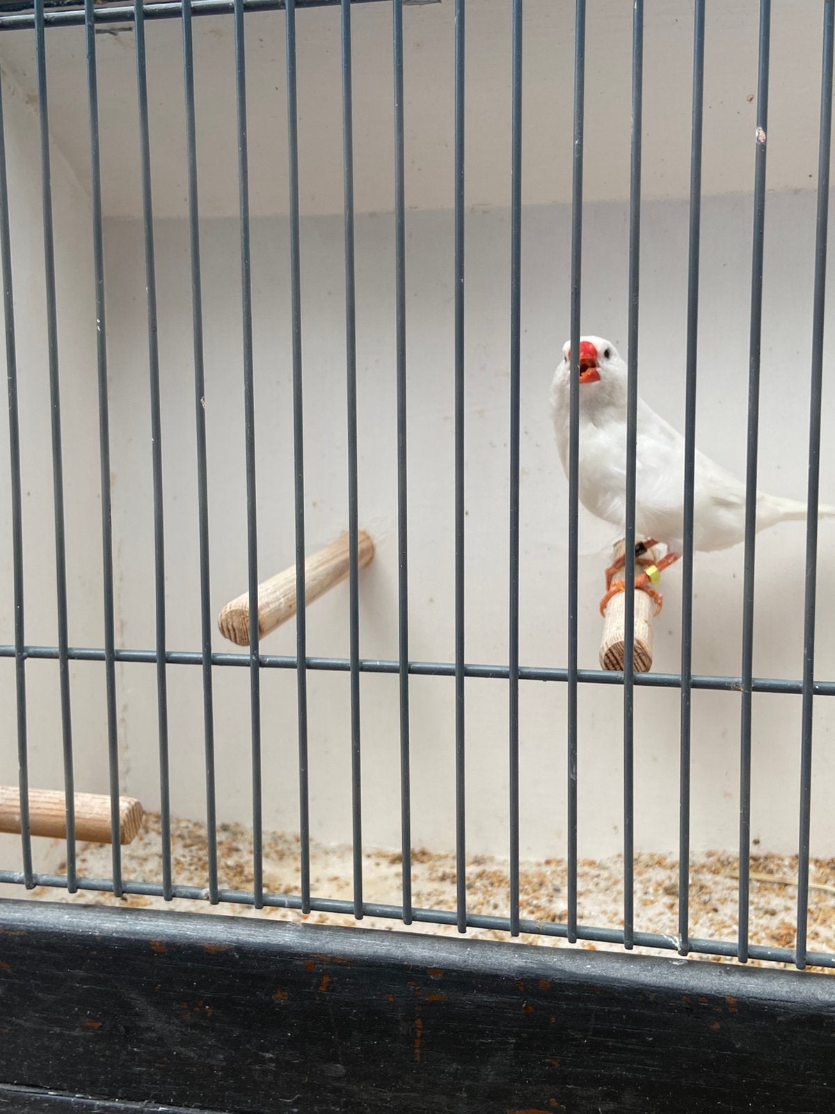 Zebravinken wit, Dieren en Toebehoren, Mannelijk