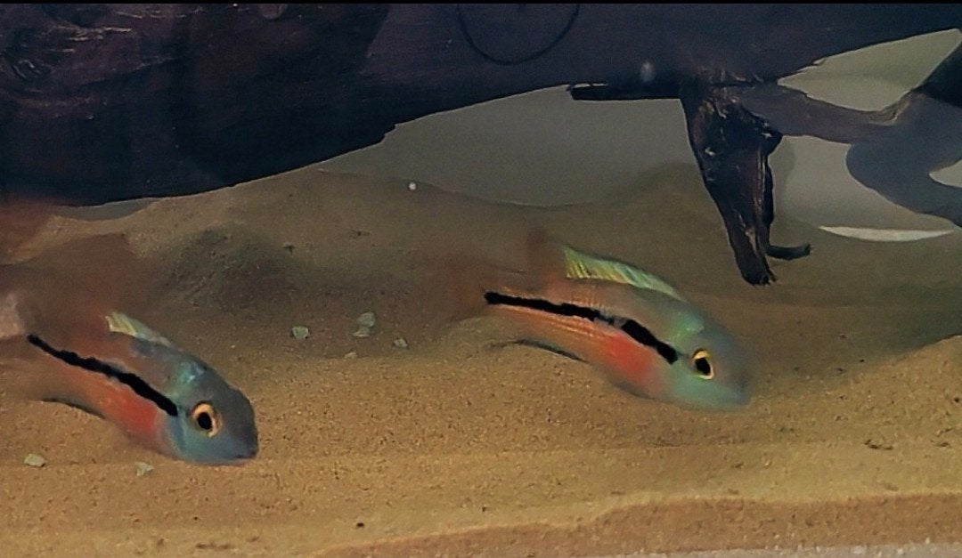 Hypsophrys nicaraguensis jongen, Vis
