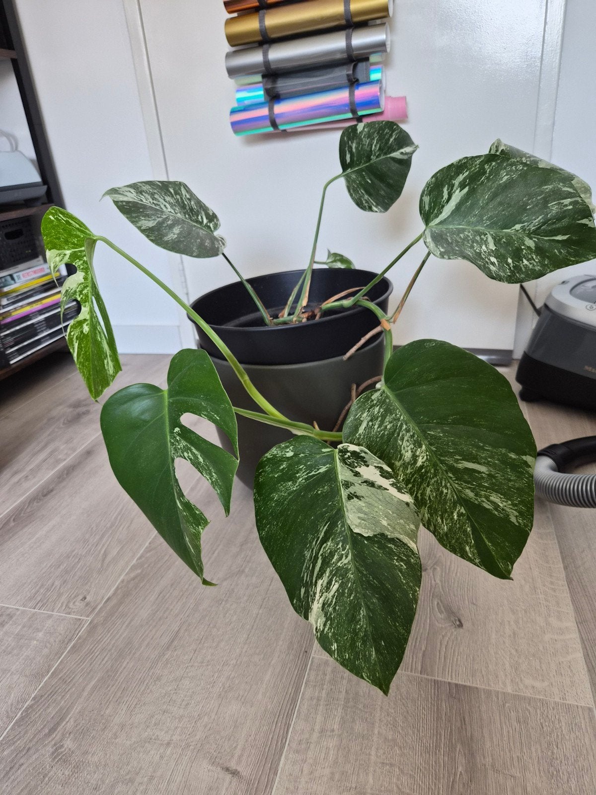 Monstera albo variegata, Ophalen, Halfschaduw, Minder dan 100 cm
