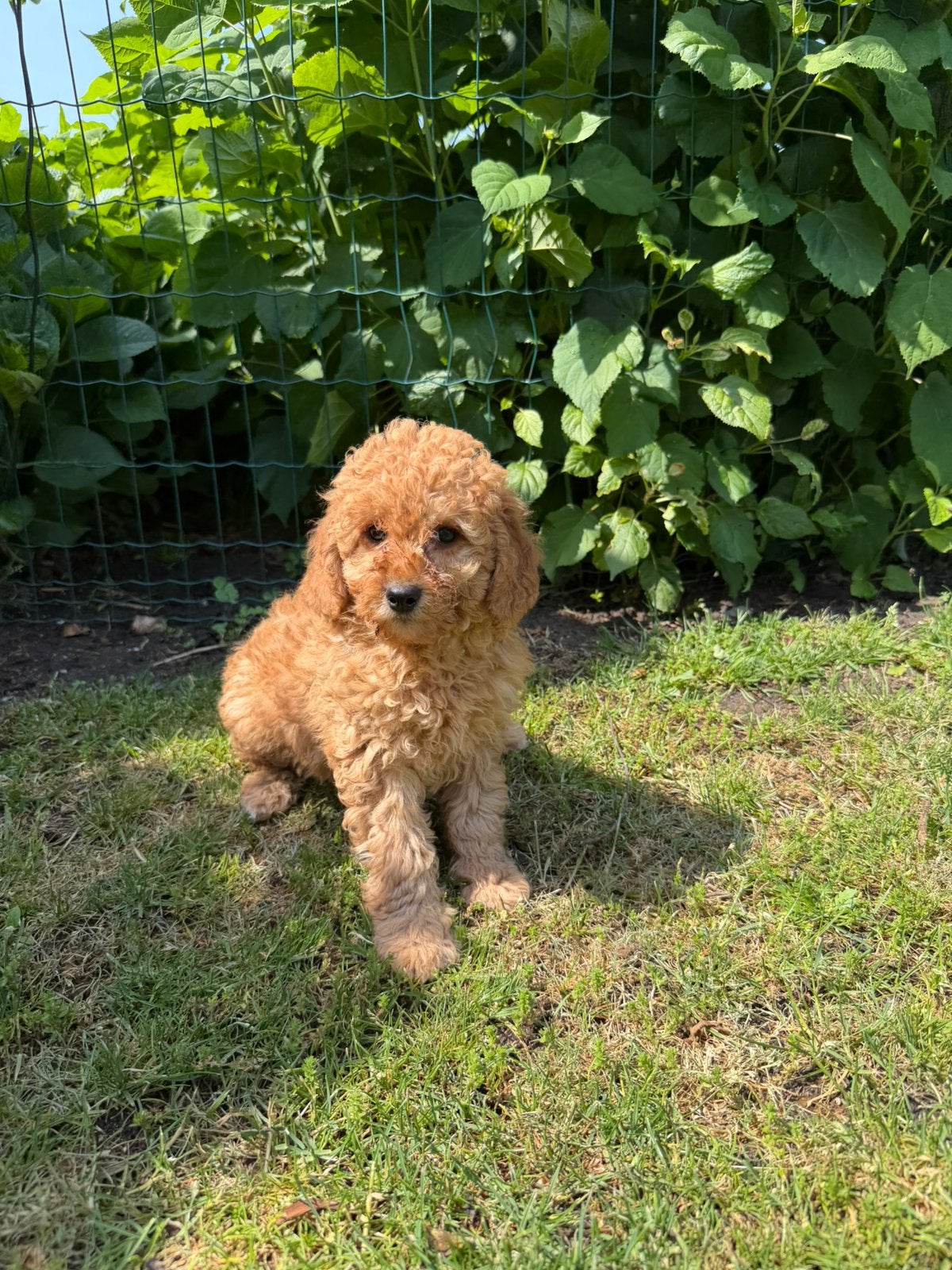 Mini Doodle x Dwergpoedel pup teefje, Dieren en Toebehoren, Poedel, Parvo, Nederland, 8 tot 15 weken
