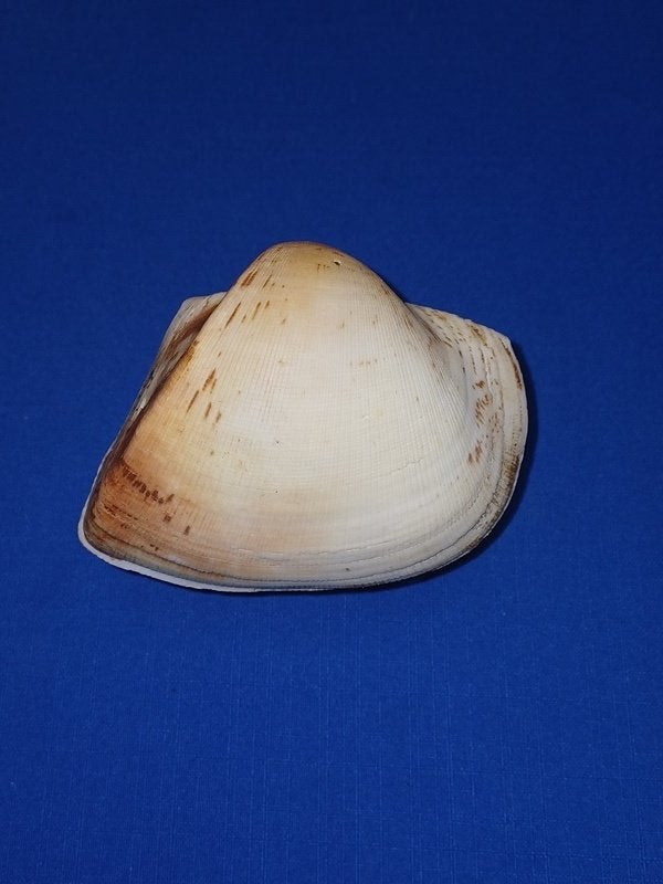 Schelpen, Cucullaea labiata labiata, Ophalen of Verzenden, Schelp(en)