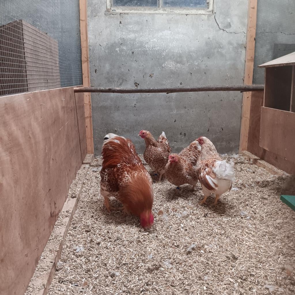 Wyandotte kriel broedeieren, Dieren en Toebehoren, Geslacht onbekend, Kip