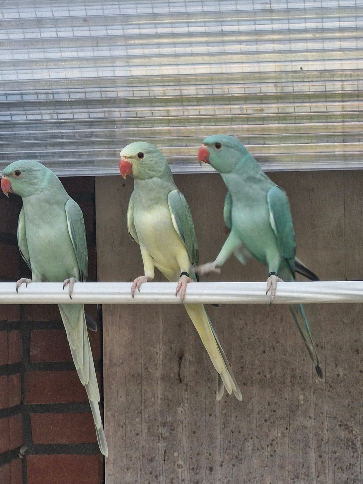 halsband parkieten Aqau  kweek 26, Meerdere dieren, Parkiet