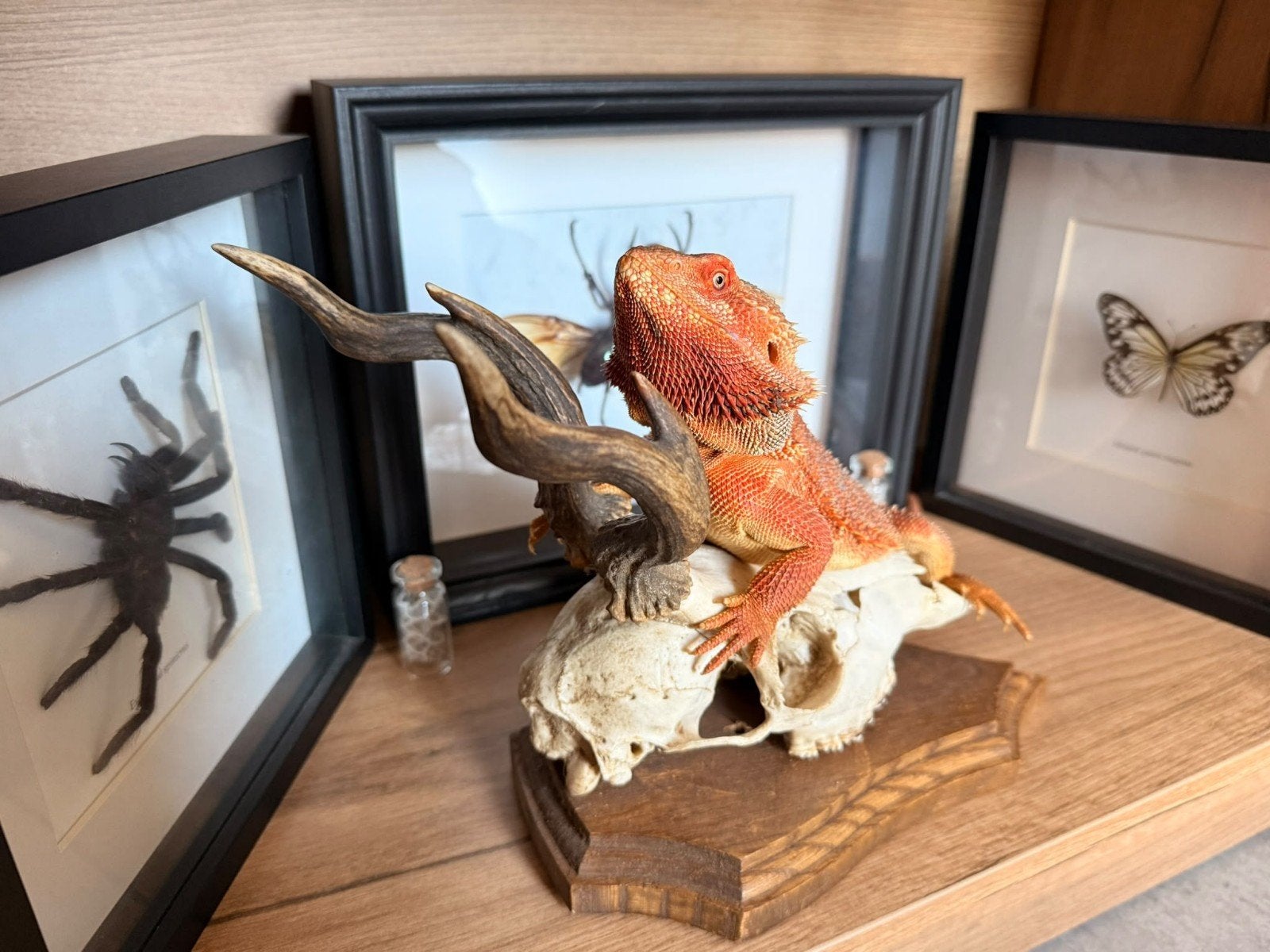 Baardagaam man Bearded Dragon photo 3