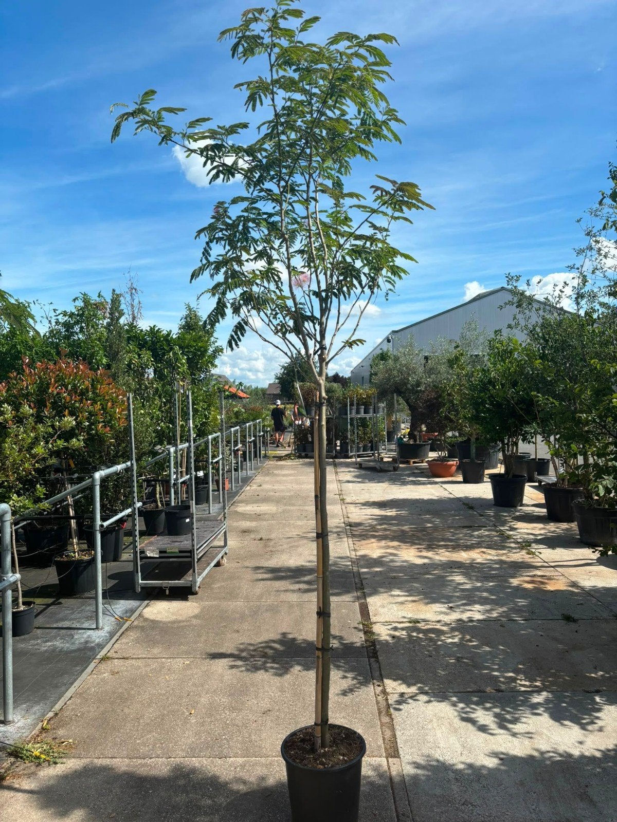 Albizia Perzische slaapboom, Tuin en Terras, Planten | Bomen, Volle zon, 100 tot 250 cm, Zomer, Overige soorten