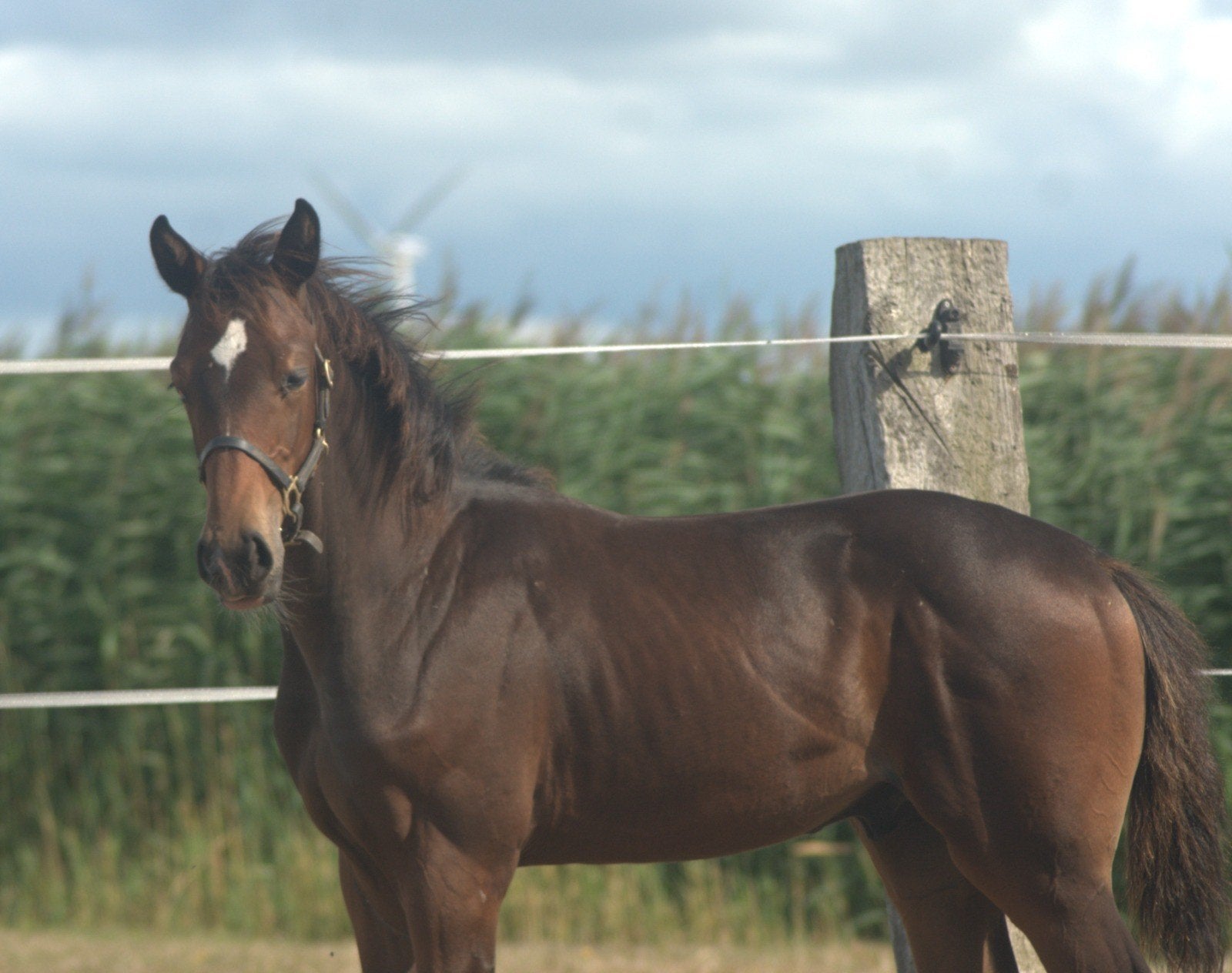 ⚜️️Talent vol hengstveulen!️⚜️, Minder dan 160 cm, Met stamboom, Niet van toepassing, Dressuurpaard