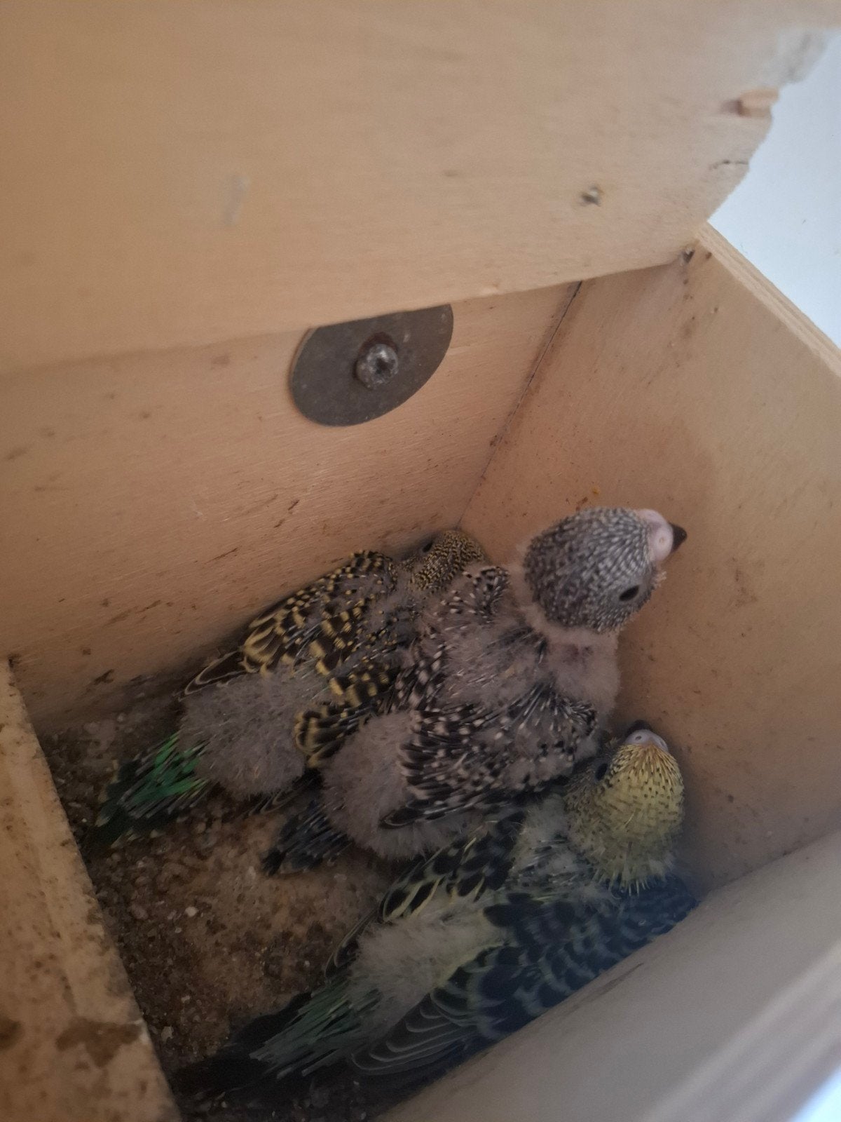 Zeer mooie jonge grasparkieten, Meerdere dieren, Parkiet