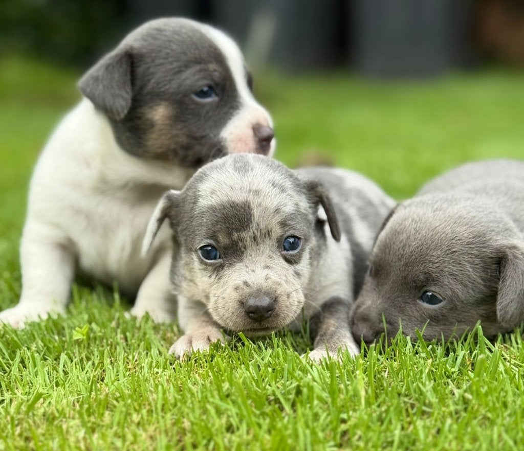 Prachtige Jack Russels aangeboden, Dieren en Toebehoren, Jack Russell Terriër, 8 tot 15 weken, Parvo, Meerdere