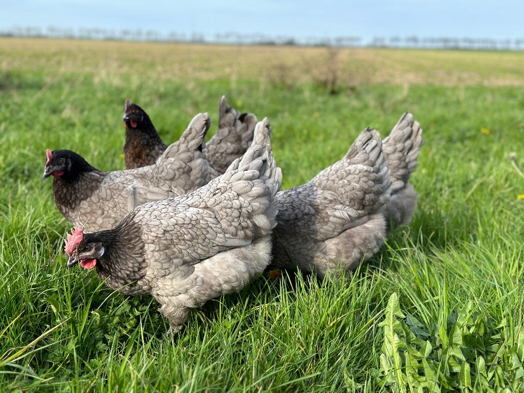 Jonge tamme Bleu des Landes kippen gesekst en ingeënt, Vrouwelijk, Kip
