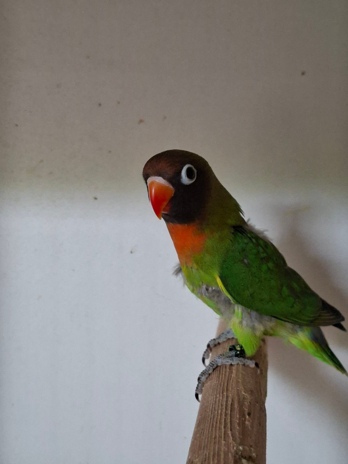 Agapornis Nigrigenis Wildkleur, Geslacht onbekend, Geringd