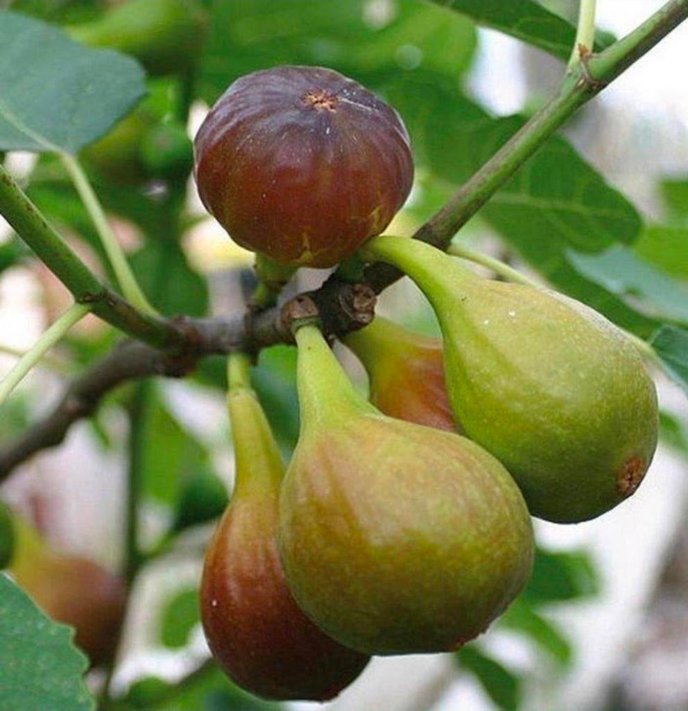 Vijgen stek, zoet, Ophalen of Verzenden, Minder dan 100 cm, Overige soorten, Zomer