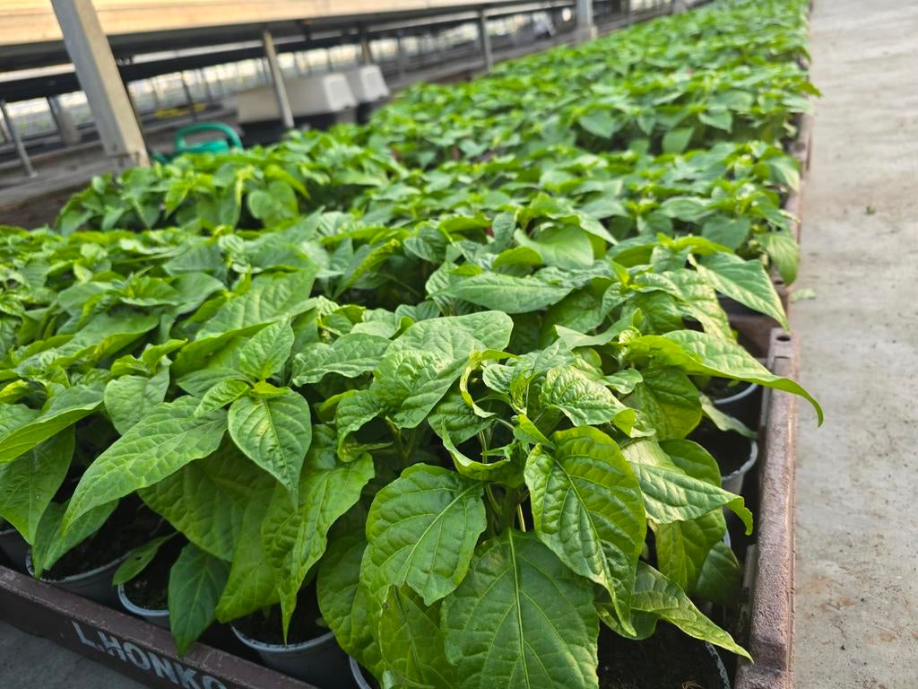 Madam Jeanet en Adjuma Peper., Tuin en Terras, Planten | Tuinplanten, Ophalen, Eenjarig, Groenteplanten, Volle zon