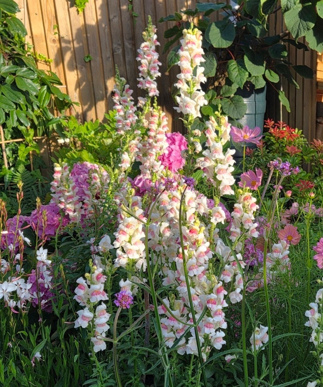 Zaden Antirrhunum majus, apple blossom, leeuwenbekje, Ophalen of Verzenden, Volle zon