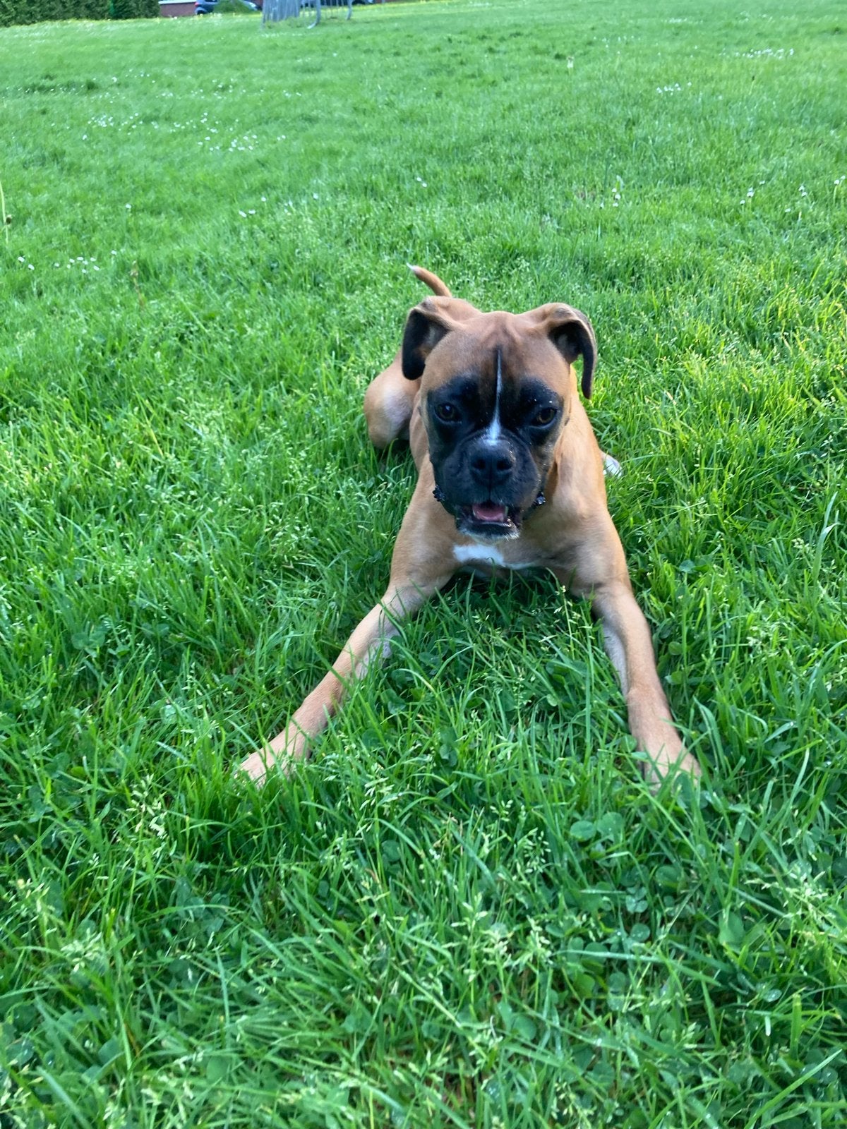 Boxer teefje, Dieren en Toebehoren, Overige rassen, CDV (hondenziekte), Teef, Eén hond