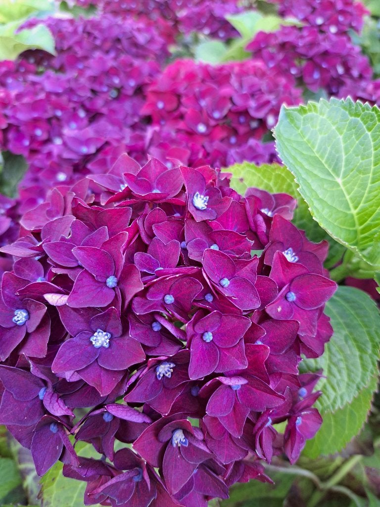 50 Lage boerenhortensia Mix  kleuren €200, Ophalen, Hortensia, Haag, Minder dan 100 cm