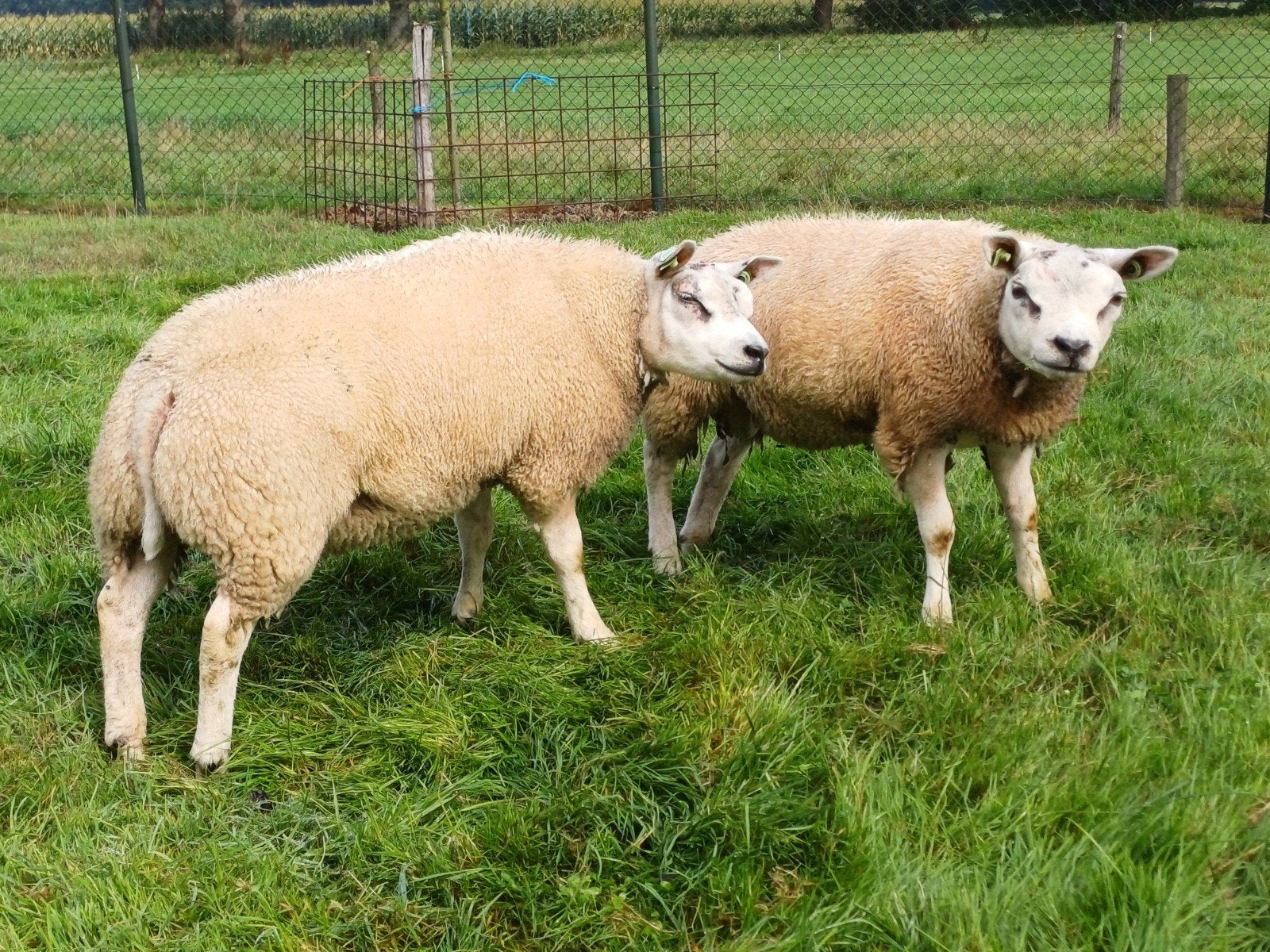 Mooie raszuivere Texelaar stamboek rammen, Dieren en Toebehoren, Schapen, Geiten en Varkens, Mannelijk, Schaap, 0 tot 2 jaar