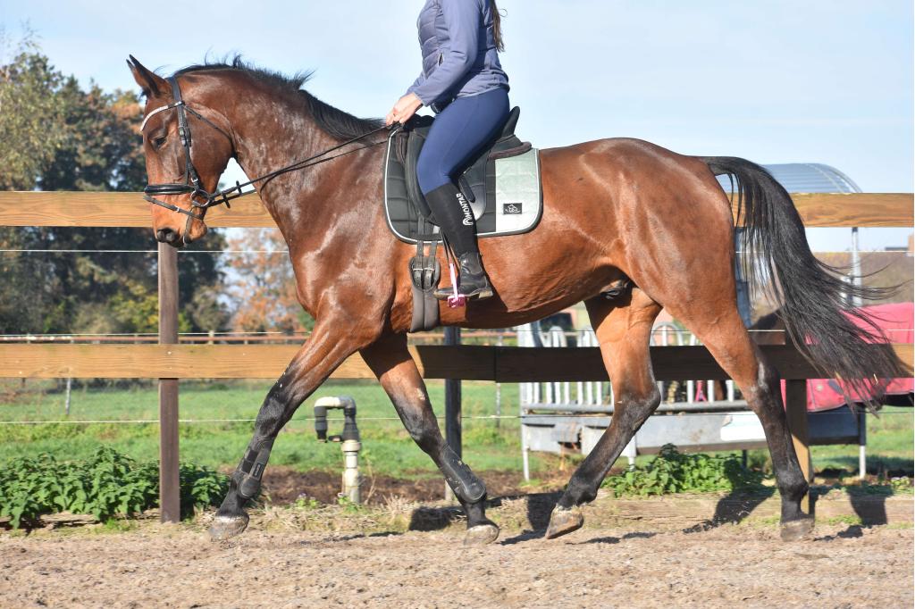 100 % correcte,  röntgen ok , mooie, lieve BWP ruin, Springpaard, Met stamboom, Ruin, L