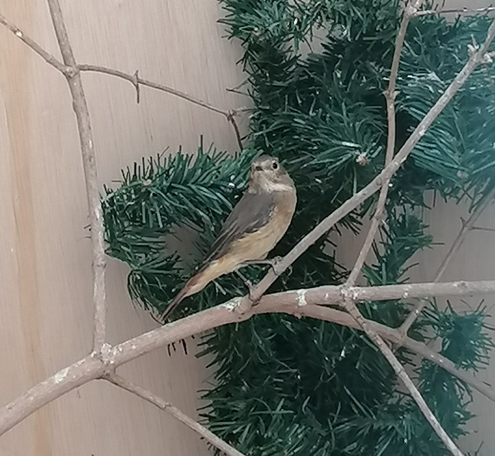 gekraagde roodstaart pop, Dieren en Toebehoren, Vrouwelijk, Wildzangvogel, Geringd