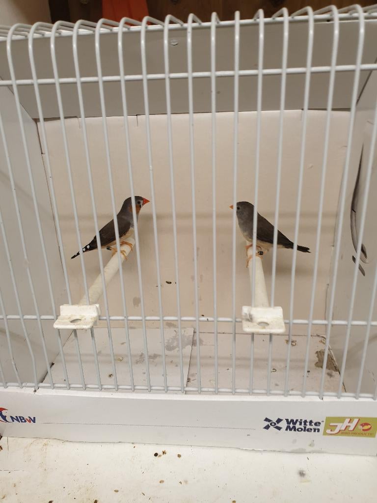 Mooie zuiver kleine timor zebravinken TT klassen, Meerdere dieren, Tropenvogel, Geringd