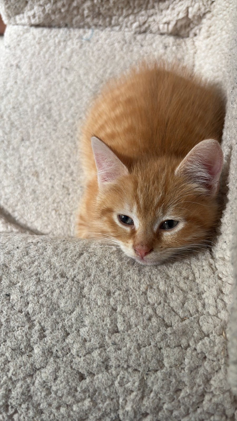 Klein rood katertje beschikbaar, laatste van 3, Kater