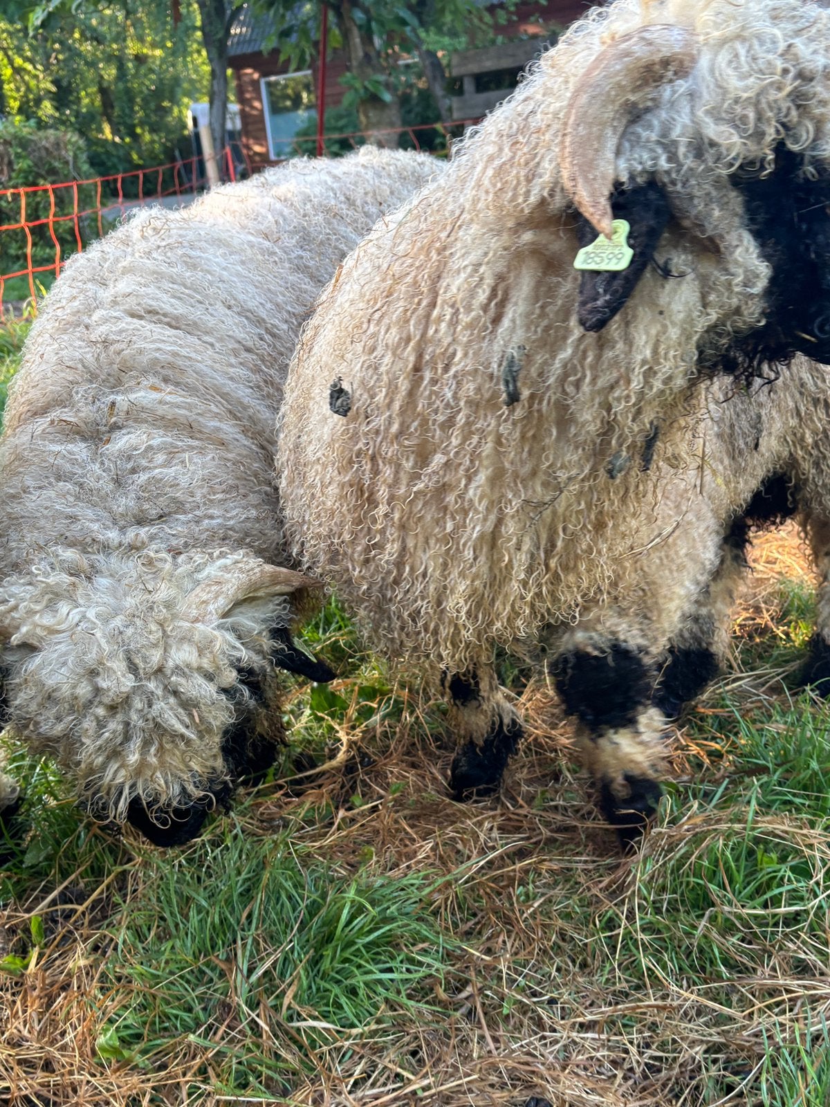 Twee jonge Walliser rammen, Mannelijk, Schaap