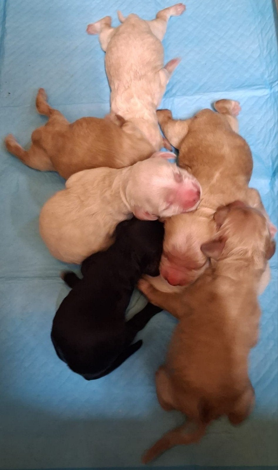 Amerikaanse Cockapoo pups geboren!, Parvo, Overige rassen, 8 tot 15 weken, Meerdere