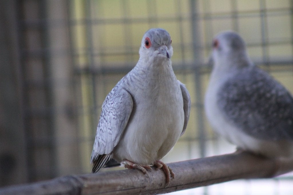 Gratis diamanten duiven, Dieren en Toebehoren, Vogels | Overige Vogels, Meerdere dieren