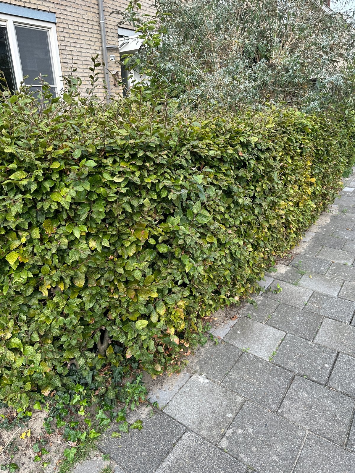 Beukenhaag - ongeveer 6m +/- 24 planten, Tuin en Terras, Ophalen, Beukenhaag, Haag, 100 tot 250 cm