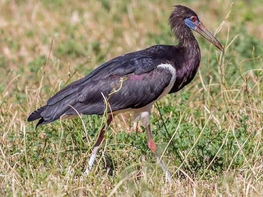 Abdims ooievaar, Dieren en Toebehoren