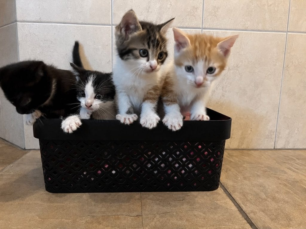 Boerderijkittens, Meerdere dieren, Kortharig, 0 tot 2 jaar