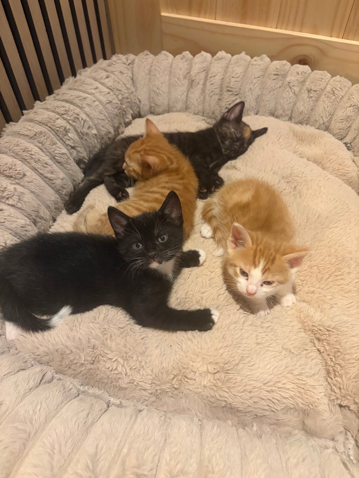 4 kittens: 2x oranje,, zwart witje en schildpad, 13 juli, Meerdere dieren