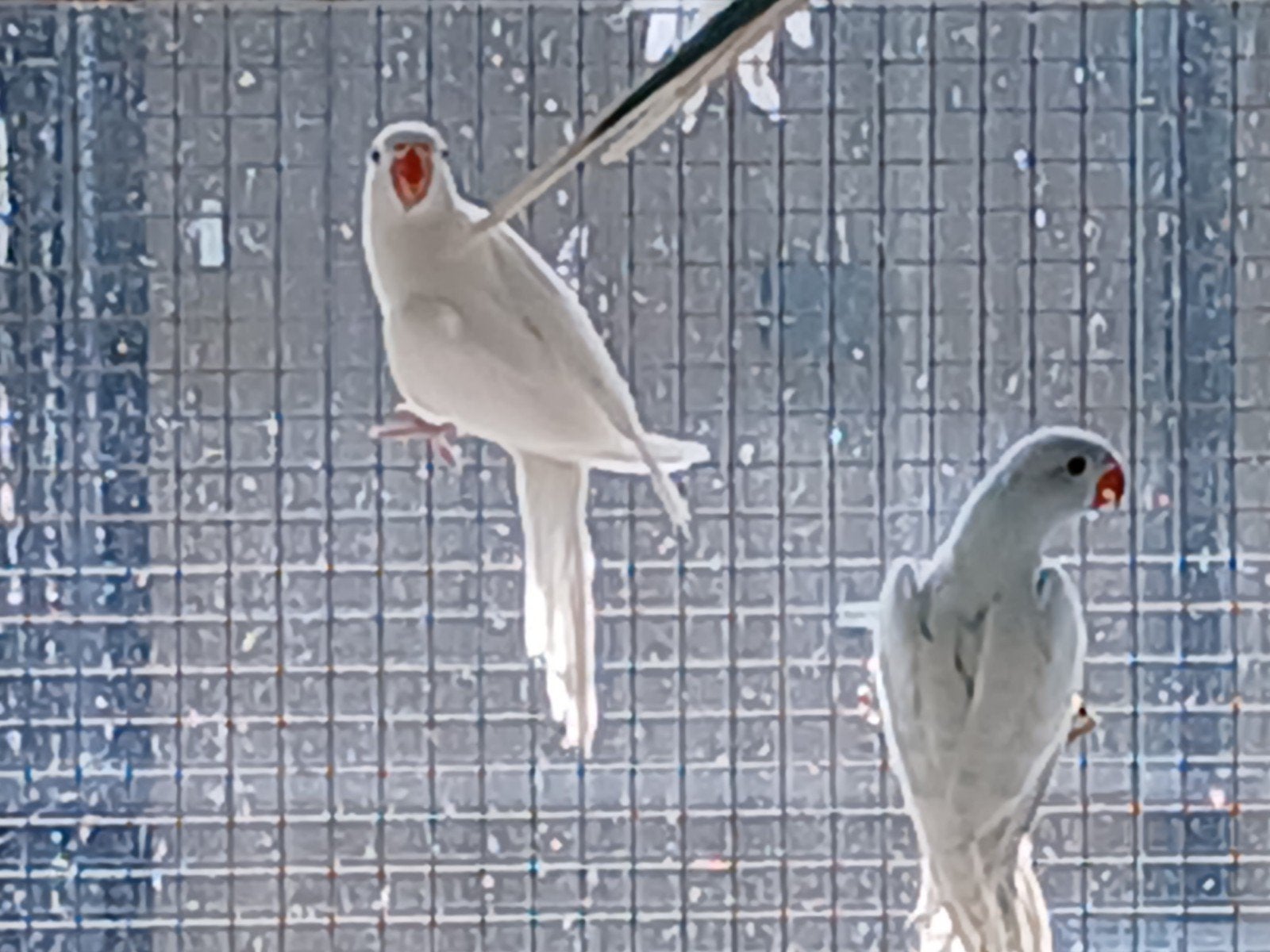 halsband parkieten, Dieren en Toebehoren