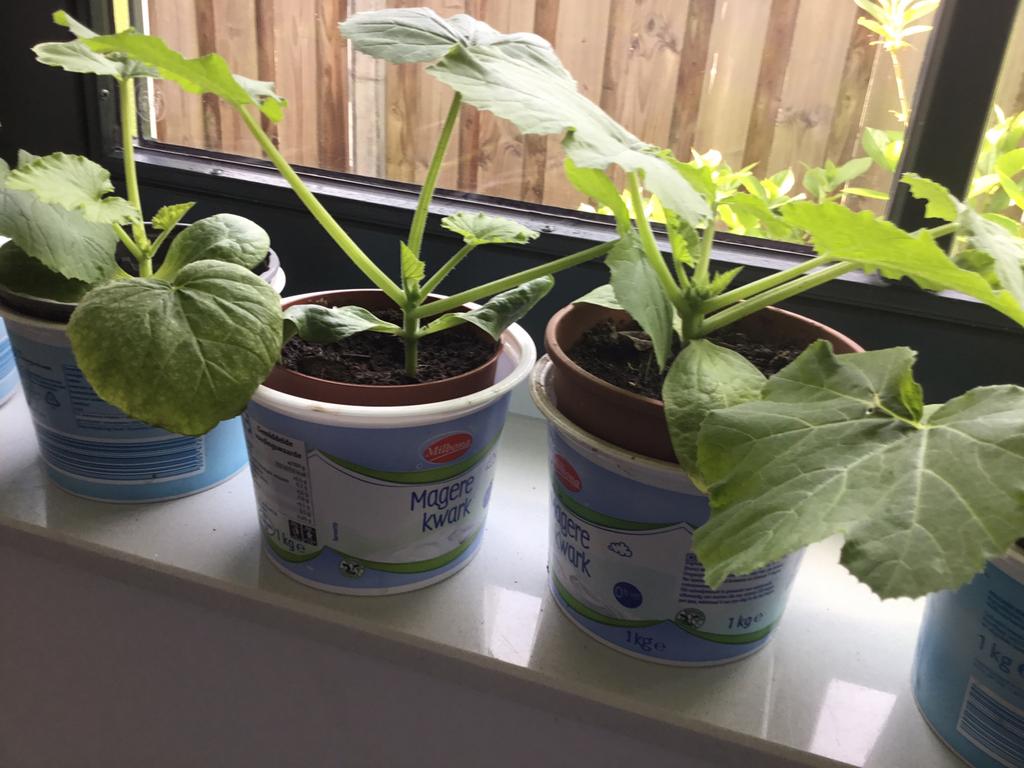 Biologische courgette planten 0.75, Ophalen, Eenjarig, Groenteplanten, Volle zon