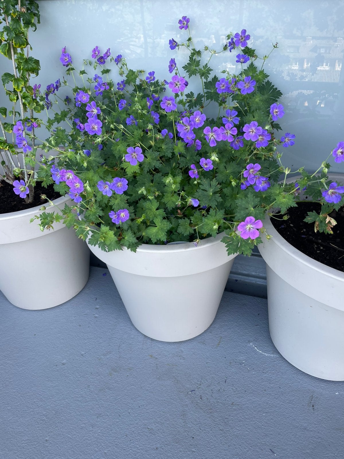 Vaste plant geranium €12,50, Tuin en Terras, Ophalen of Verzenden, Overige soorten, Halfschaduw