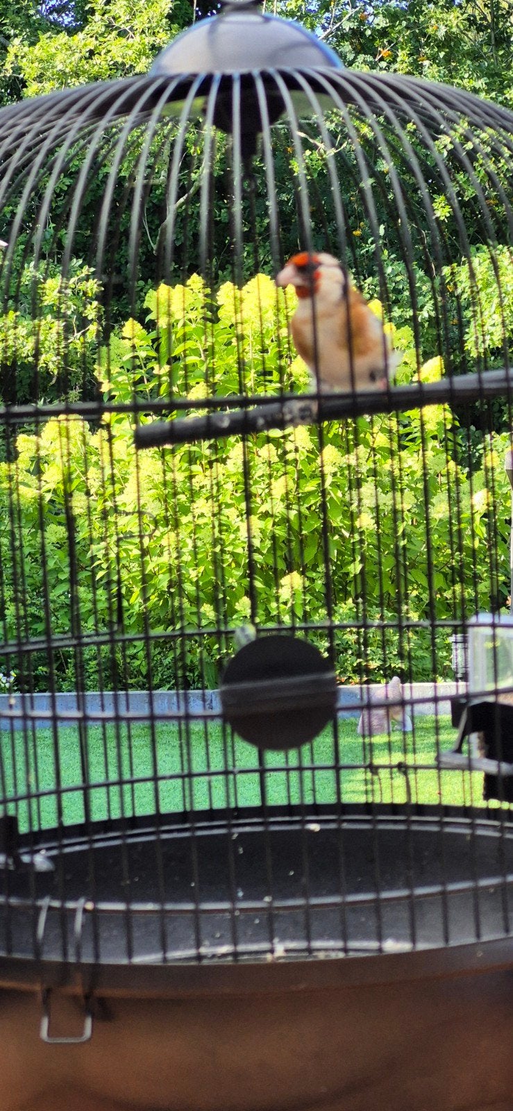 Majoor putter pop, Dieren en Toebehoren, Vogels | Overige Vogels, Vrouwelijk, Wildzangvogel, Geringd