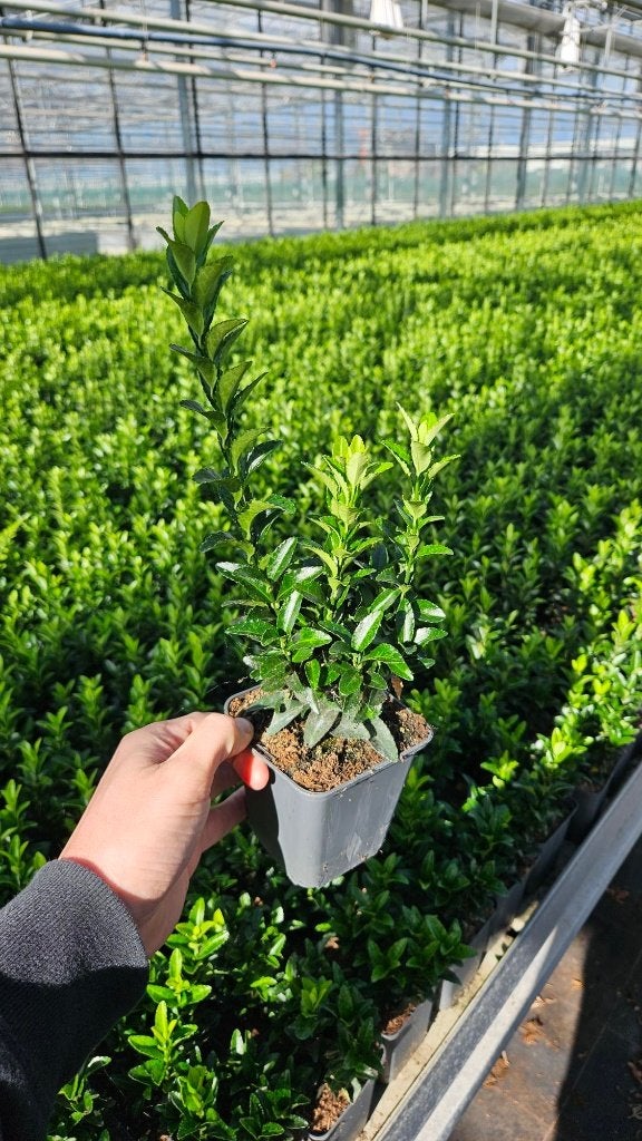 Euonymus Green Spire - Kardinaalmuts - Buxus vervanger, Ophalen of Verzenden, Overige soorten, Haag, Minder dan 100 cm