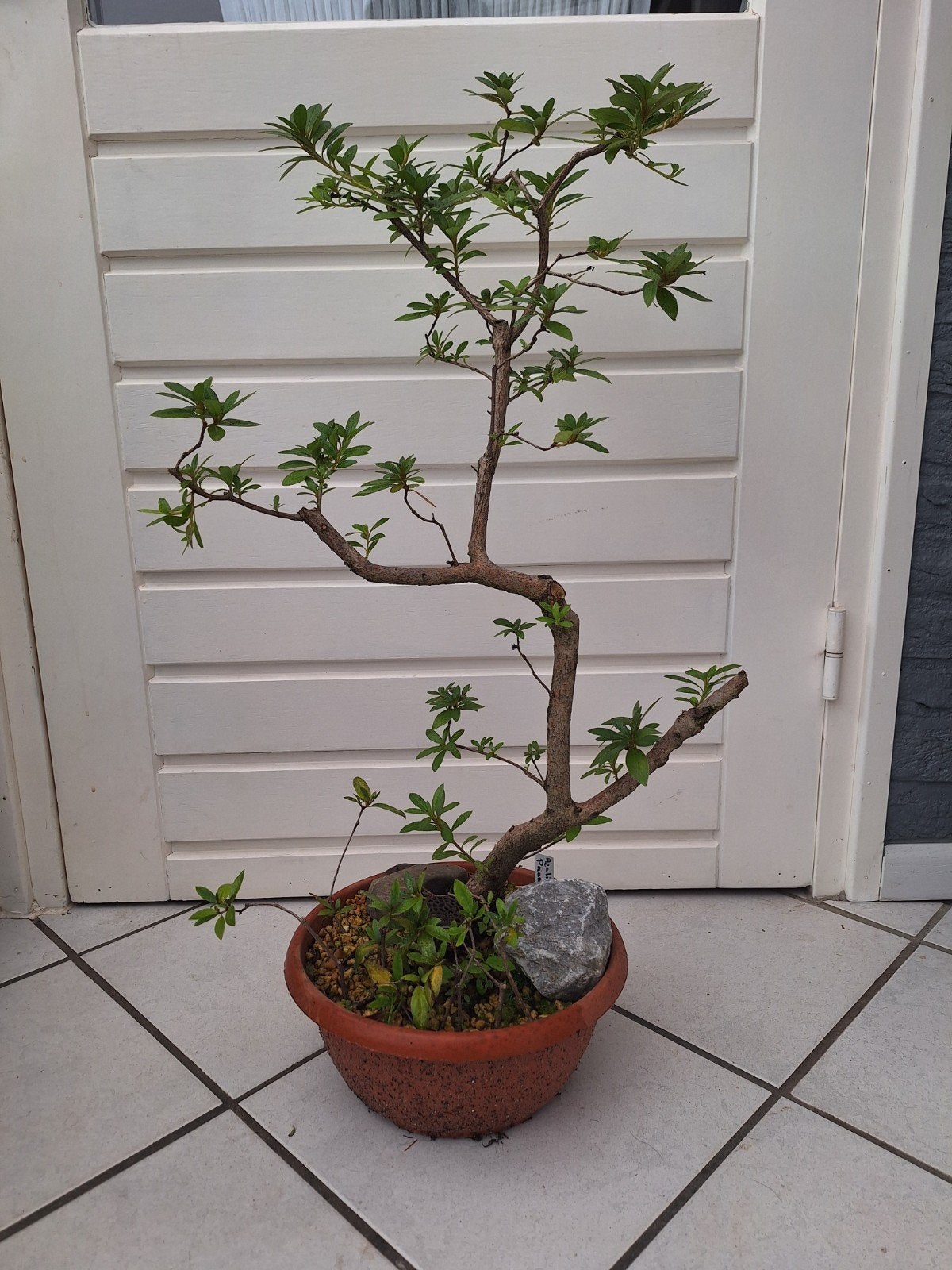 bonsai , azalia, Ophalen, Bloeit niet, Halfschaduw, Overige soorten